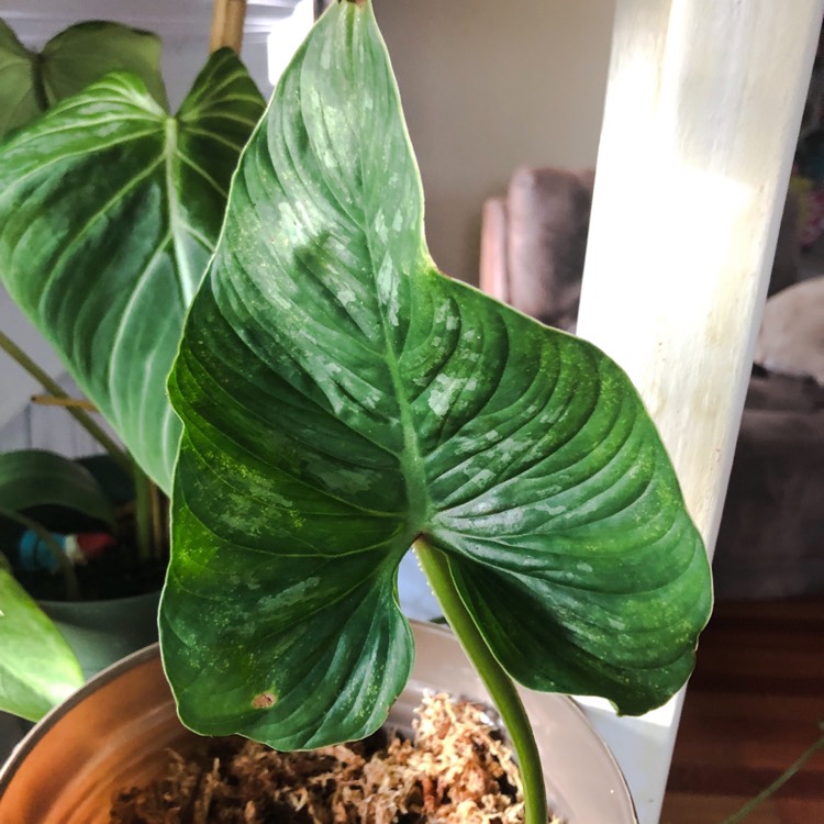 Plant image Philodendron mamei