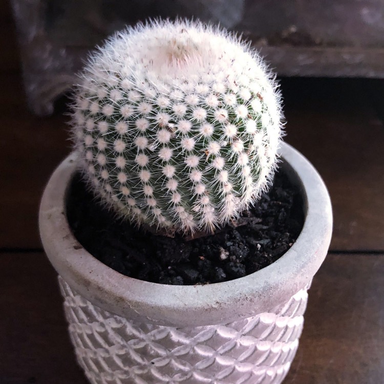 Plant image Mammillaria haageana 'Elegans'