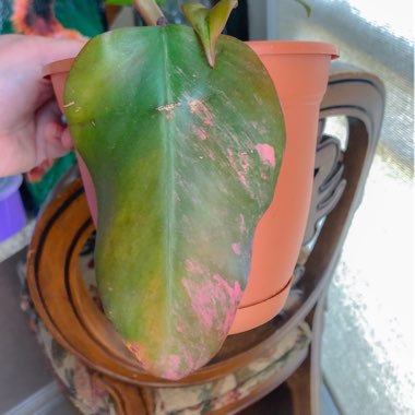 Philodendron 'Strawberry Shake'