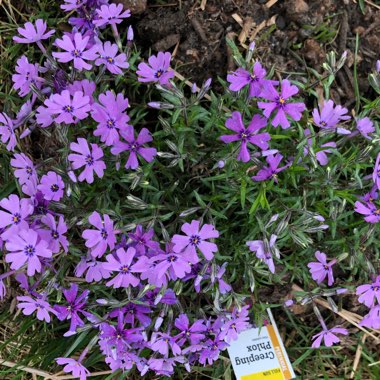 Phlox 'Violet Pinwheels'