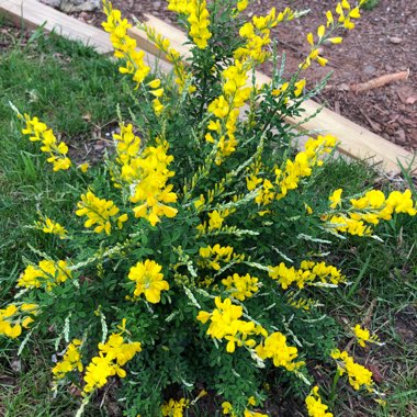 Cytisus racemosus syn. Genista racemosa