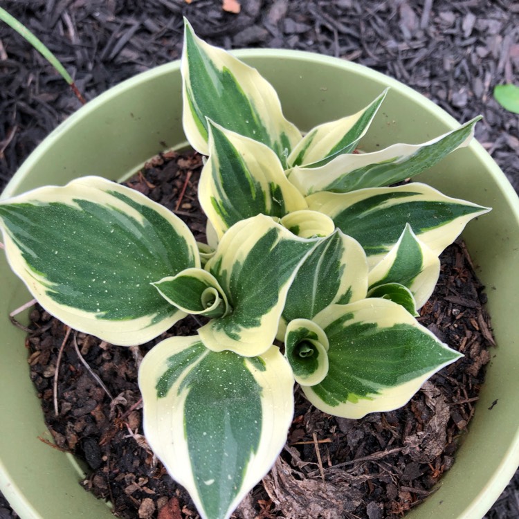 Plant image Hosta 'Blue Ivory'