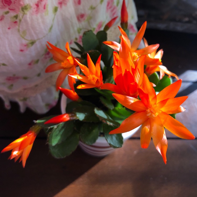 Rhipsalidopsis gaertneri, Orange Easter Cactus ‘Colomba' - uploaded by ...