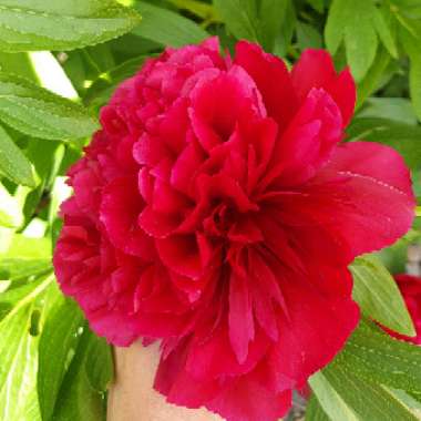 Peony 'Rubra Plena' (Herbaceous)