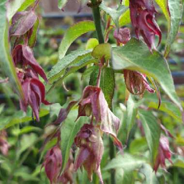 Himalayan Honeysuckle