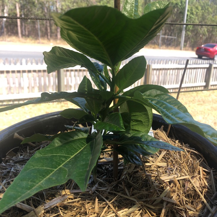 Plant image Passiflora edulis 'Panama Red'