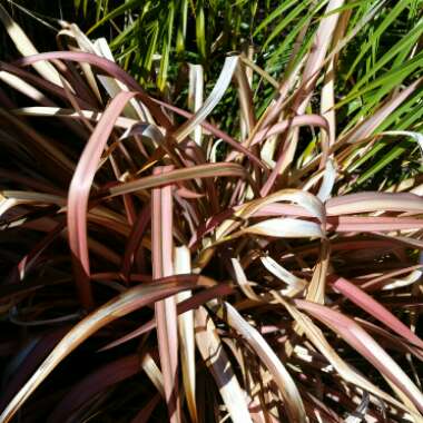 New Zealand Flax 'Evening Glow'