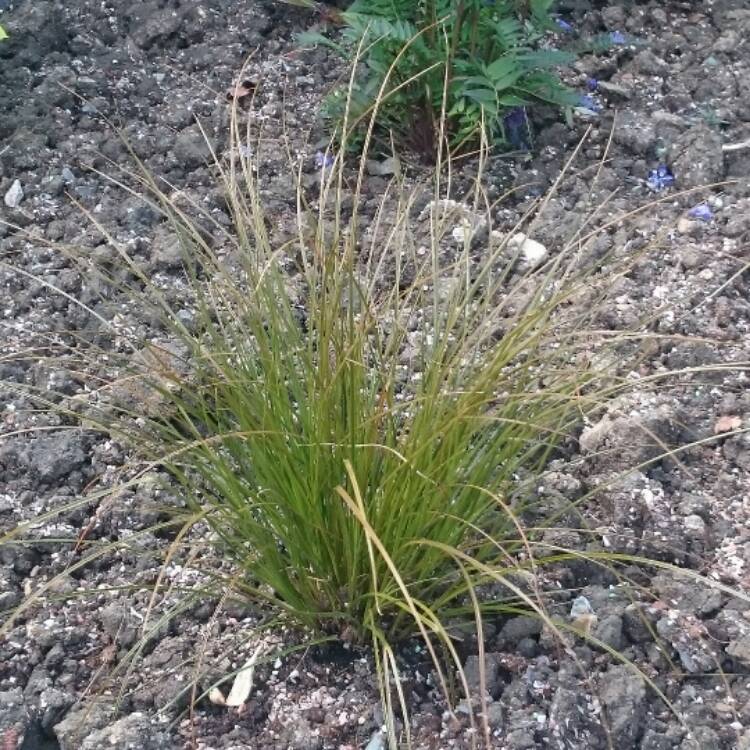 Plant image Carex Testacea