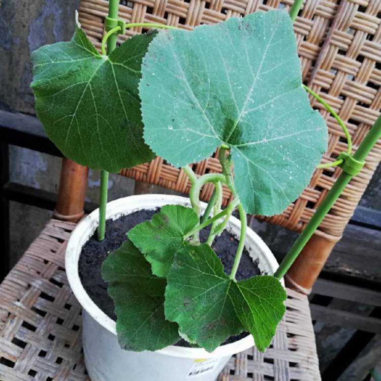 Plant image Cucurbita Pepo 'Becky' F1