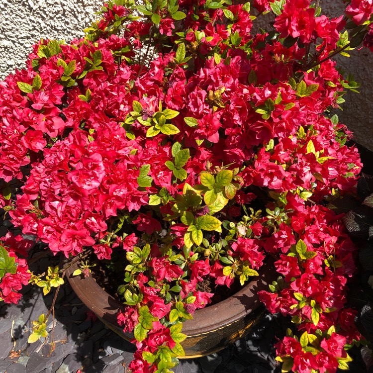 Plant image Rhododendron 'Kermesina'