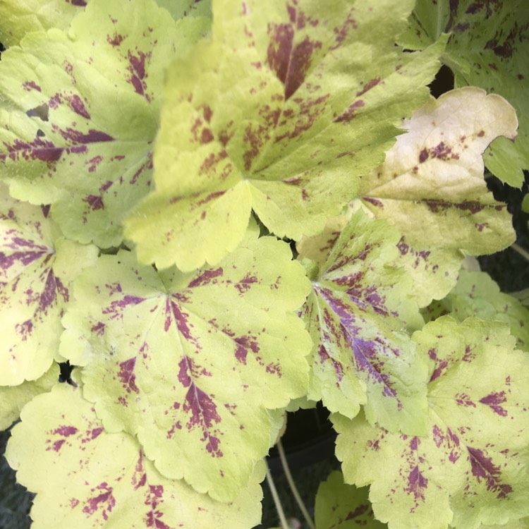 Plant image x Heucherella 'Solar Power'