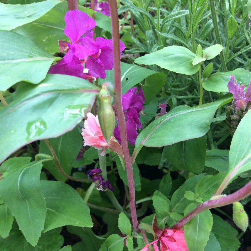 Plant image Clarkia unguicularis