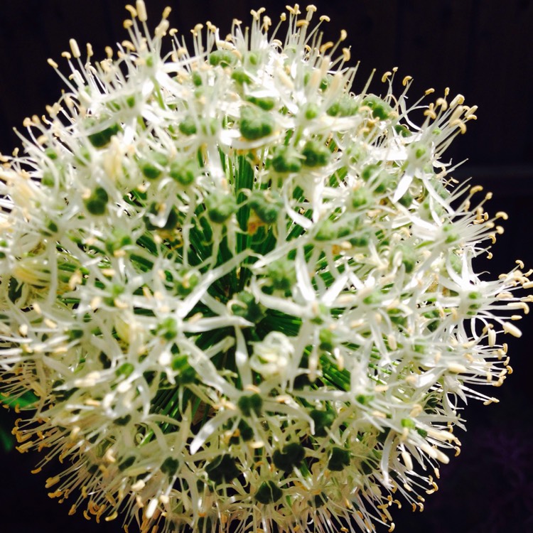 Plant image Allium 'Mont Blanc'