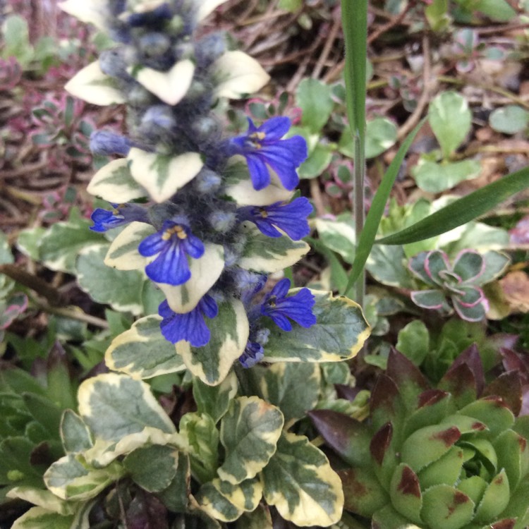 Plant image Ajuga reptans 'Variegata'