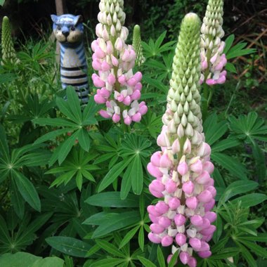 Lupinus