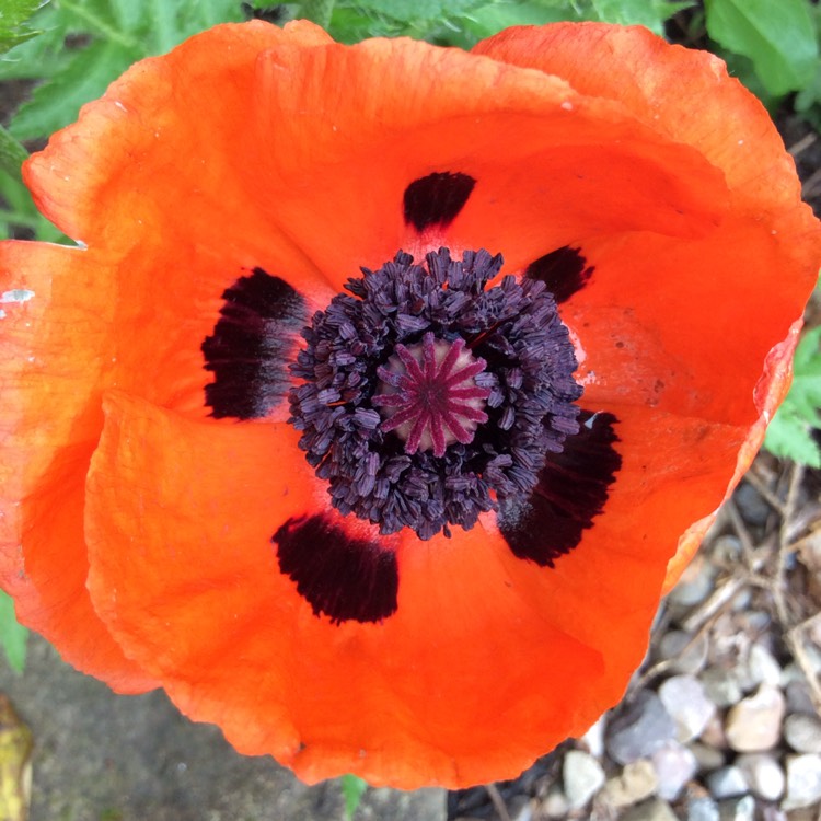 Plant image Papaver commutatum 'Ladybird'