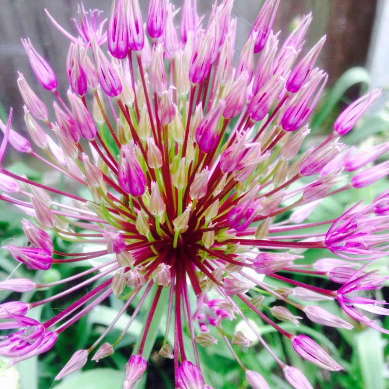 Allium