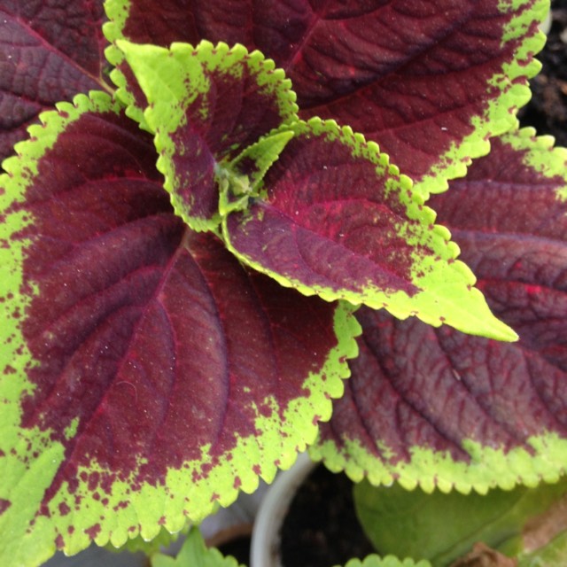 Plant image Plectranthus scutellarioides 'Crimson Gold'