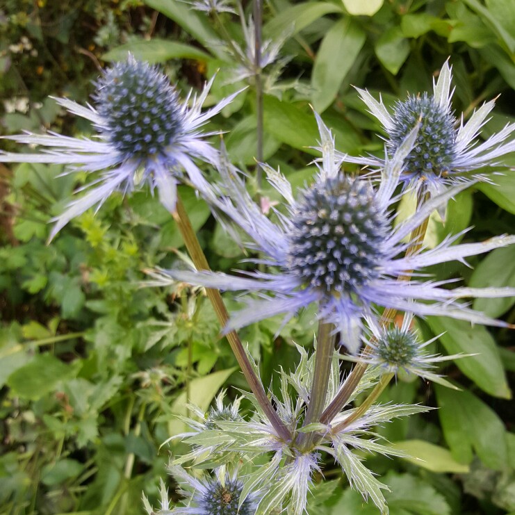 Plant image Eryngium x oliverianum