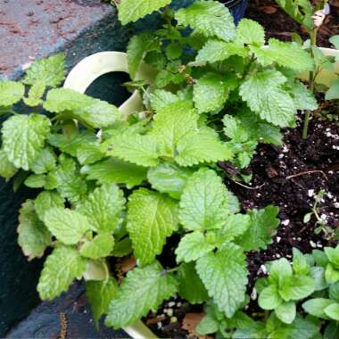 Lemon Balm