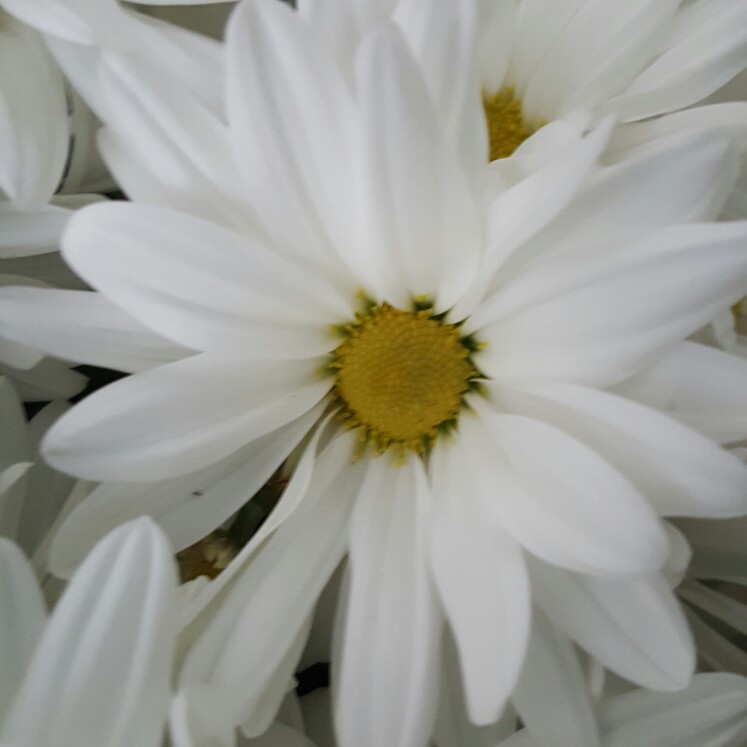 Plant image Osteospermum 'Weetwood'