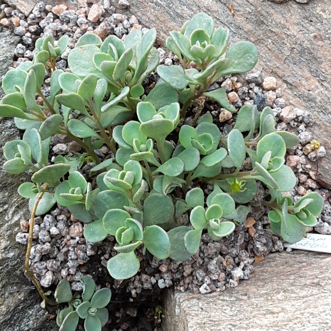 Plant image Hylotelephium Cauticola