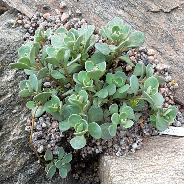 Plant image Hylotelephium Cauticola