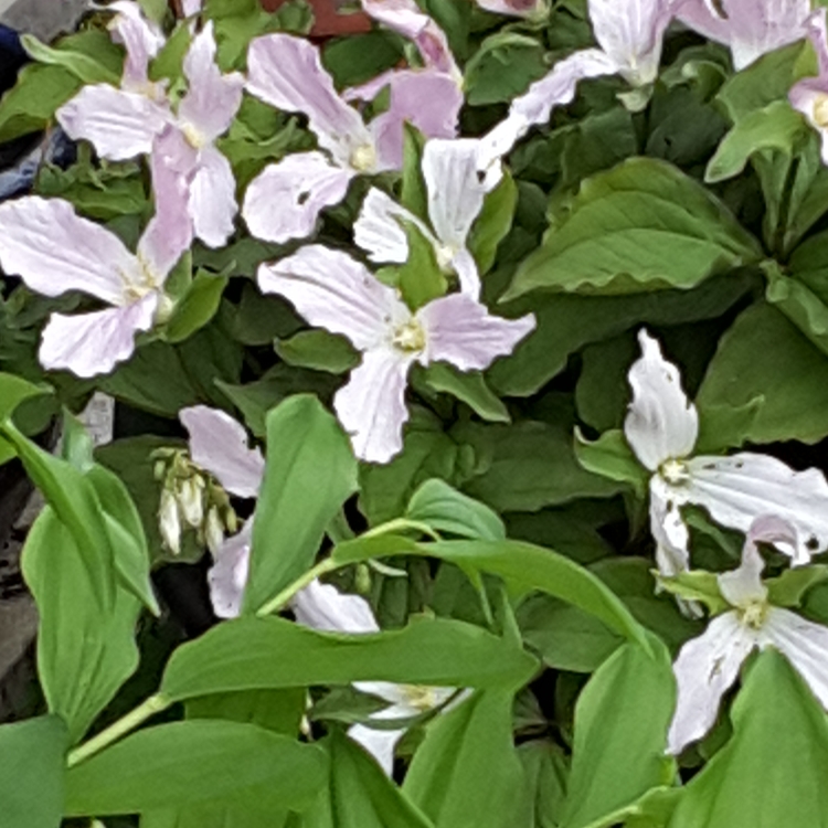 Plant image Trillium