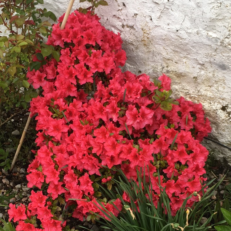 Plant image Rhododendron (Aronense Group) 'Kazuko' syn. Rhododendron 'Geisha Red'