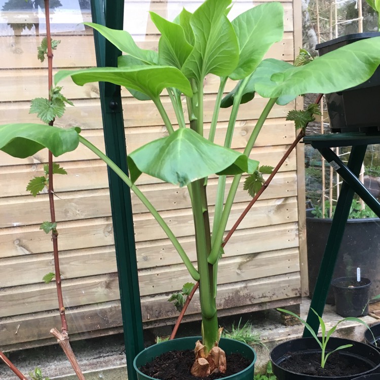 Plant image Cardiocrinum giganteum syn. Lilium giganteum himalaicum