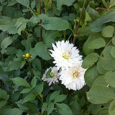 Dahlia 'Mingus Gregory'