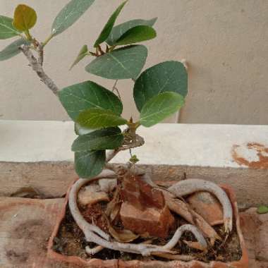 Ficus benghalensis