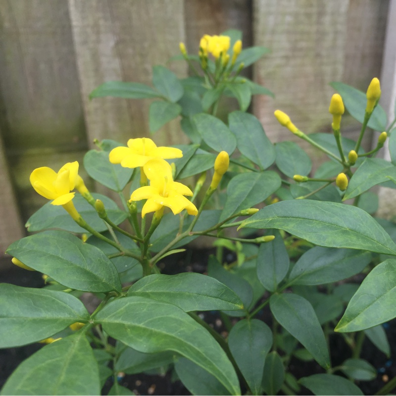 Plant image Jasminum humile 'Revolutum'