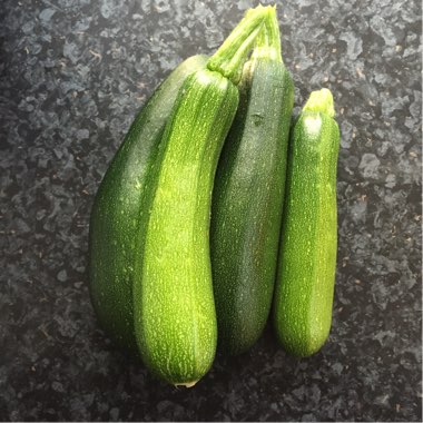 Cucurbita Pepo var. Cylindrica 'Astia' F1