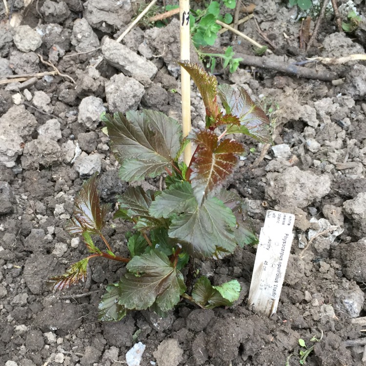 Plant image Physocarpus opulifolius 'Mindia' syn. Physocarpus opulifolius 'Diable d'Or', Physocarpus opulifolius 'Coppertina'