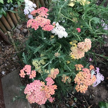 Yarrow 'Summer Pastels'