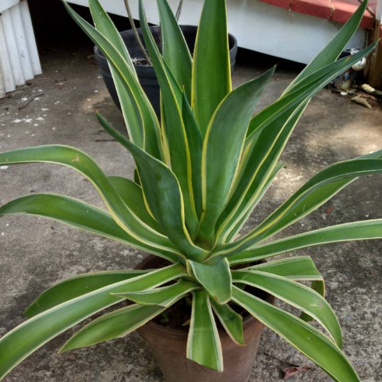 Plant image Agave desmettiana Variegata