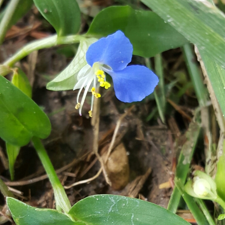 Plant image Commelina Communis