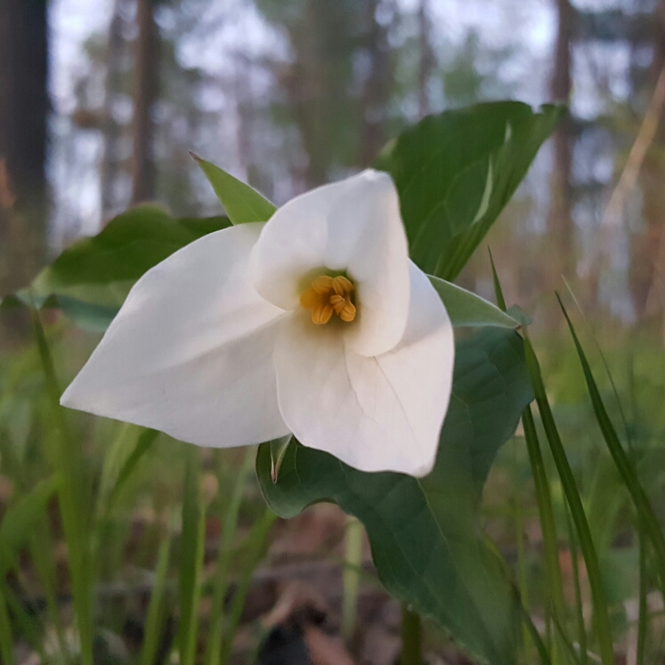 Plant image Trillium grandiflorum