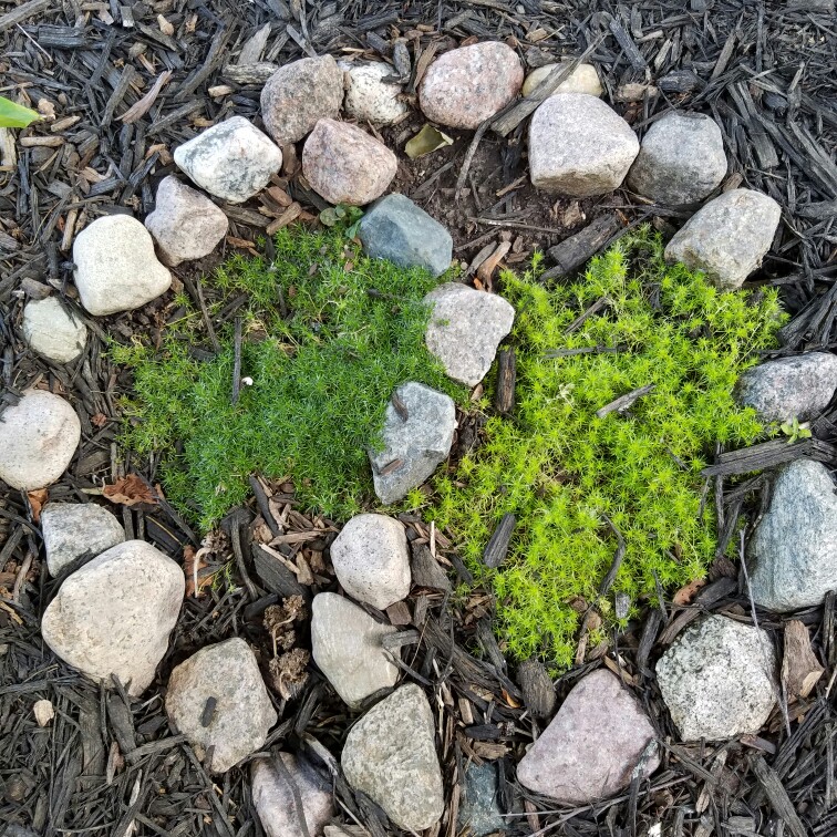 Sagina subulata 'Lime Moss'