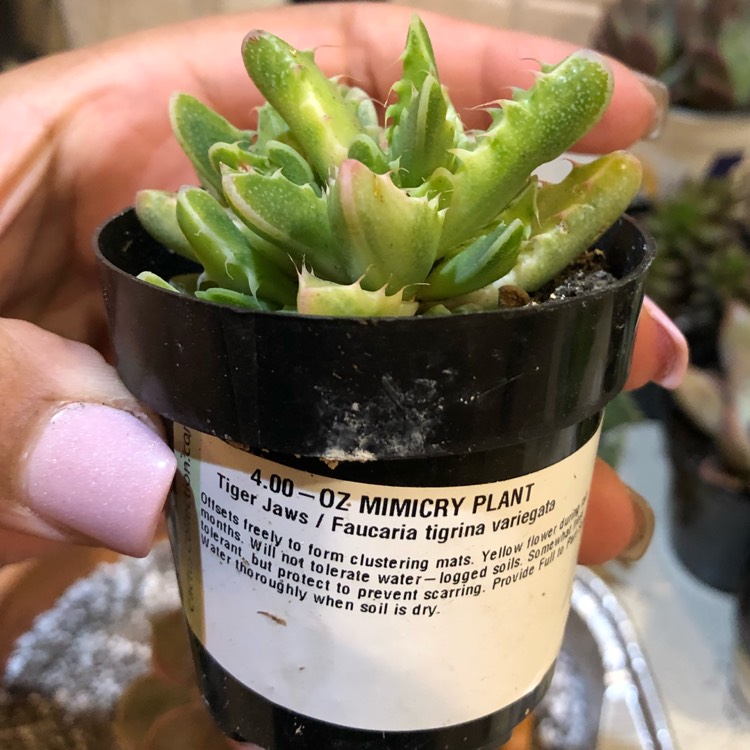 Plant image Faucaria tigrina variegata