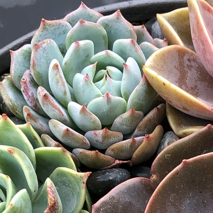 Plant image Echeveria Azulita