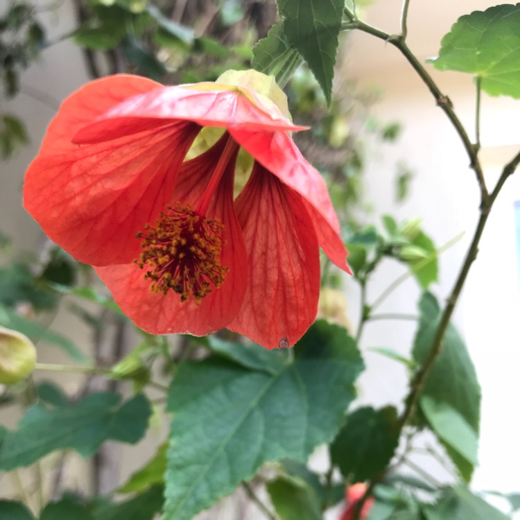 Plant image Abutilon 'Orange Glow'