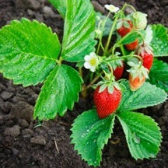 Plant image Fragaria x ananassa 'Beltran'