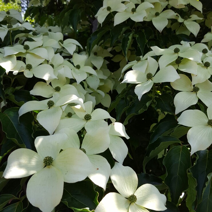 Plant image Cornus kousa 'China Girl'