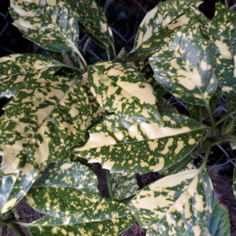 Plant image Aucuba japonica Variegata