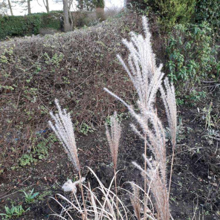 Plant image Miscanthus sinensis 'Gracillimus'