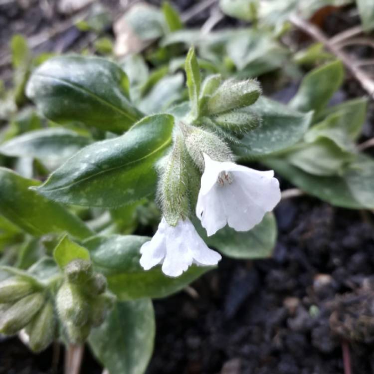 Plant image Pulmonaria officinalis 'Sissinghurst White'