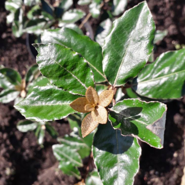 Plant image Elaeagnus x submacrophylla  syn. Elaeagnus x ebbingei