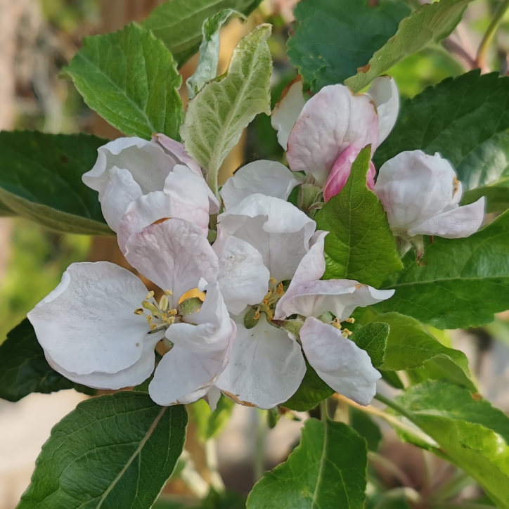 Plant image Malus domestica 'Fiesta' syn. Malus domestica 'Red Pippin'